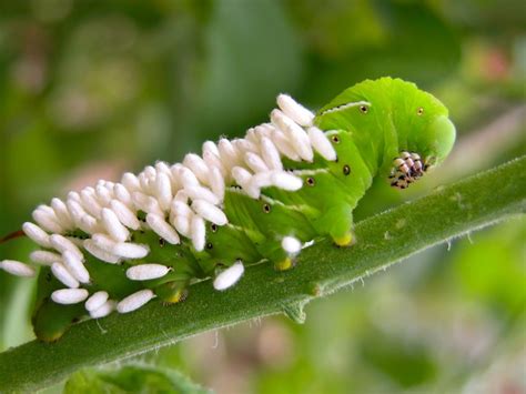 Parasitic Wasp Eggs And Larvae - Learn About The Life Cycle Of ...