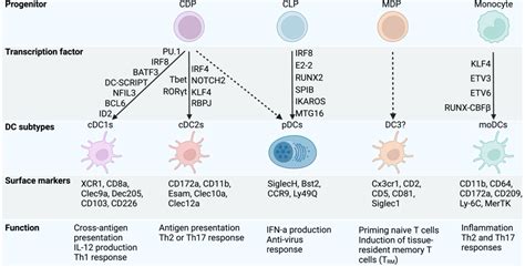 Frontiers Transcriptional Regulation Of Dendritic Cell Development