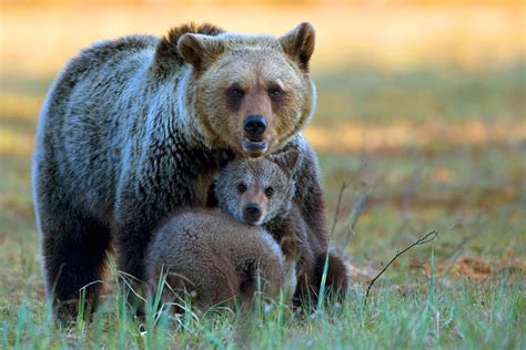 B Ren W Lfe Und Wildschweine Was Tun Bei Begegnungen Mit Wilden