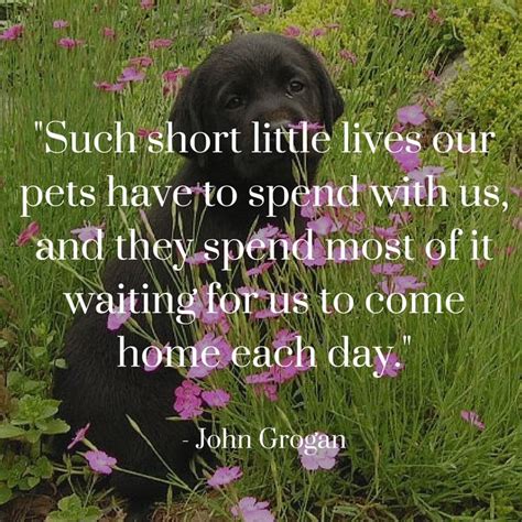 121 best images about dog quotes on Pinterest | Daisy flowers, To heaven and Poems