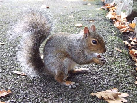 Fileeastern Gray Squirrel In Singleton Park Swansea 21 Oct 2007 01