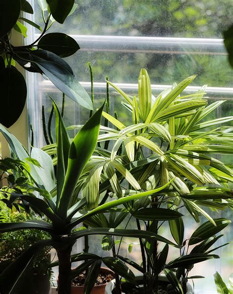 20 Best Air Purifying House Plants for Your Home - PureWow