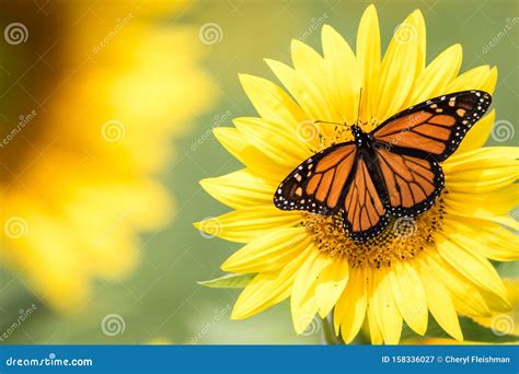 Monarch Butterflies On Bright Yellow Sunflower On A Sunny Summer