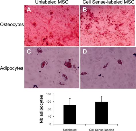 Ostogenic And Adipogenic Differentiation Of Human Msc After Labeling