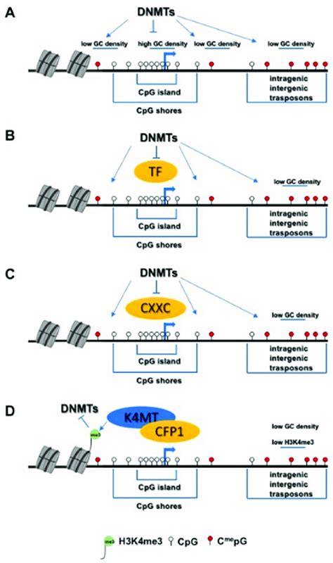 Schematic Models Of CpG Islands Protection A Effect Of GC Density