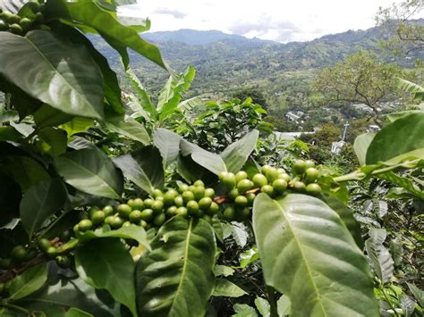 Colombia Los Nuevos Horizontes Del Caf Ante El Cambio Clim Tico