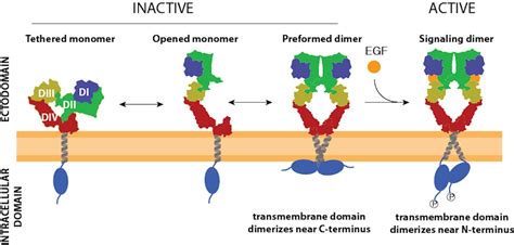 Dimerization Of Tyrosine Receptors