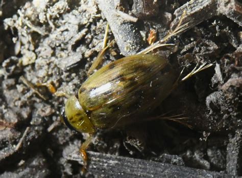 Berosus From Los Alamos County Nm Usa On August At Pm