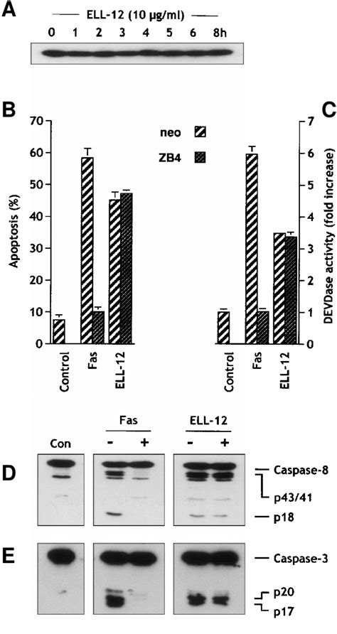 Zb Anti Fas Antibody Antagonizes Fasinduced But Not Ell Induced