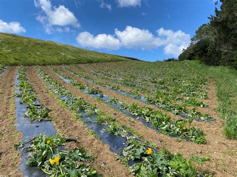 Portal Da Agricultura Dos A Ores Galeria De Imagens