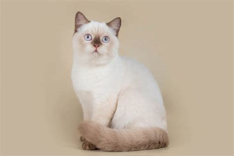 British Shorthair Breed Profile Cat World