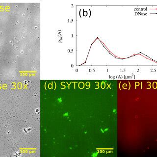 EDNA Is Not Mediating Aggregation A Representative Phase Contrast