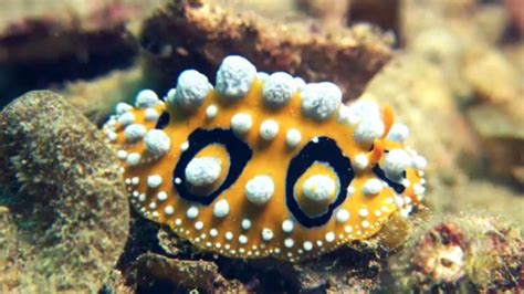 Barneys Barrier Reef Videos And Resources Clickview