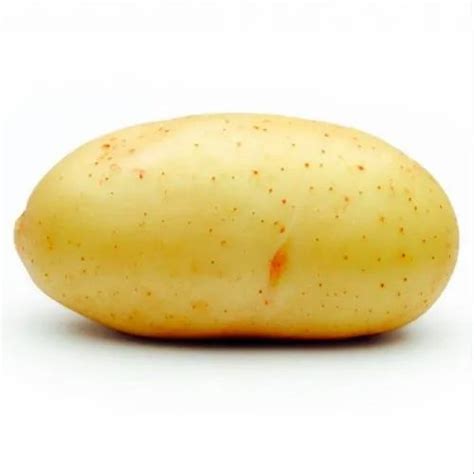 Yellow A Grade Kufri Surya Potato Seed Gunny Bag Packaging Size 50 Kg At Rs 40kg In Sambhal