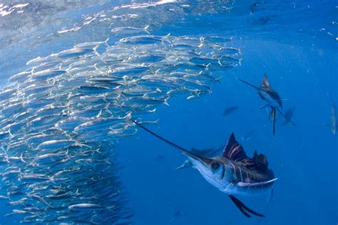 Marlin A Guide To The Tasty And Sustainable Seafood Choice