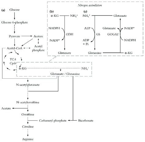 Simplified Pathways For L Arginine Biosynthesis Long Dashed Lines