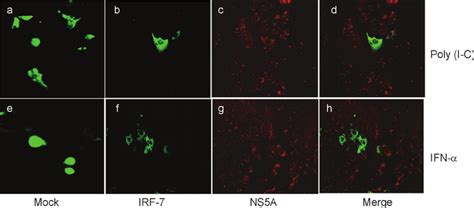 Hcv Infection Inhibits Polyi C Or Ifn ␣ Induced Irf 7 Nuclear Download Scientific Diagram