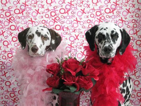 Valentine Dog Wallpapers - Top Free Valentine Dog Backgrounds - WallpaperAccess