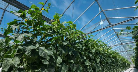 D Couvrir Les Cultures Sous Serres Du Potager De Jade