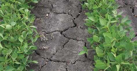 Persistent Drought Prompts Usda Disaster Declaration For 6 Counties Kindharvestag