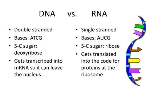 Differences Between Dna And Rna Porn Sex Picture