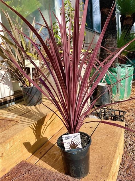 Cordyline Australis Green