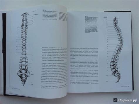 Книга: Анатомия для художников - Сара Симблет. Купить книгу, читать ...