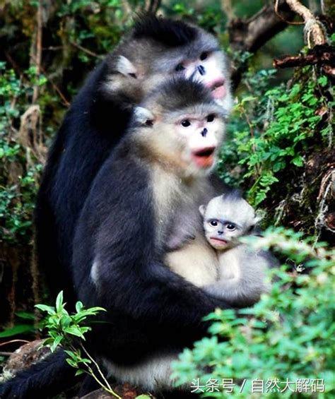 中國珍稀動物53種獸類動物 每日頭條