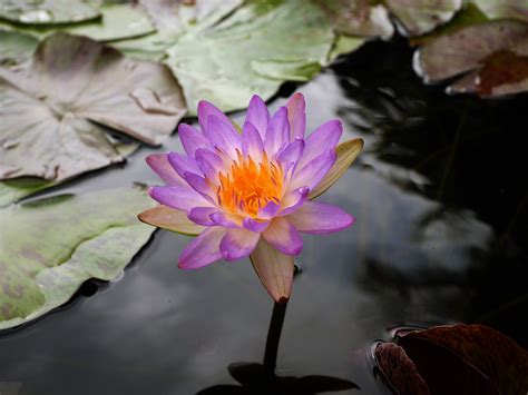 Nymphaea Siam Purple 1 HxT ISG Waterlily Thailand 002 Flickr