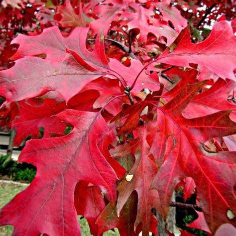 Southern Red Oak Tree For Sale Online Shrubs And Trees Depot