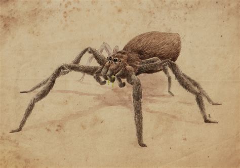 Acromantula by Ruchiel on DeviantArt