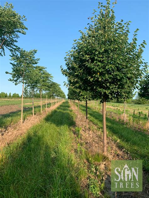 Tilia Cordata Greenspire Spring Grove Nursery