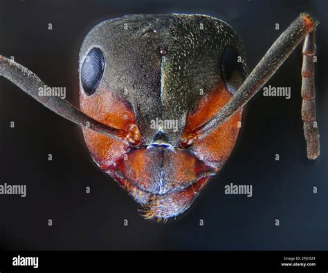 Microscopic Ant Hi Res Stock Photography And Images Alamy