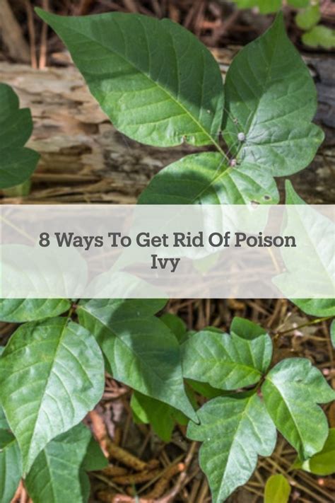 8 Best Ways To Kill And Get Rid Of Poison Ivy In 2023 Poison Ivy