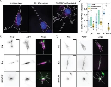 Expression And Localization Of A Pp In Sh Sy Y Cells Depends On