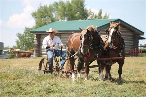 The 10 Best Draft Horse Breeds to Help You on the Homestead