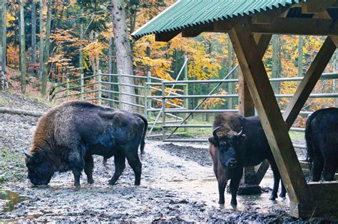 Muczne Pokazowa zagroda żubrów Wakacje z dzieciakiem