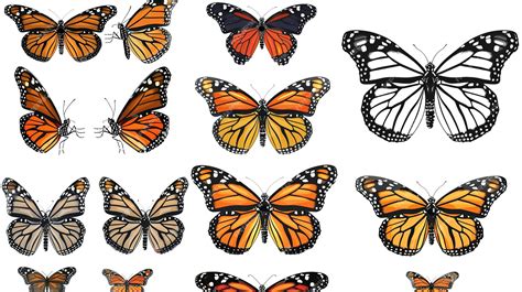 Premium Photo Superb Monarch Butterfly Silhouettes Collection Vector