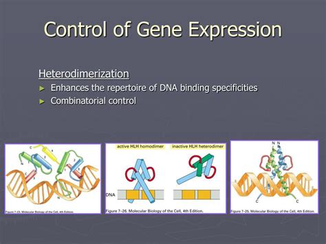 Ppt Chapter Control Of Gene Expression Powerpoint Presentation