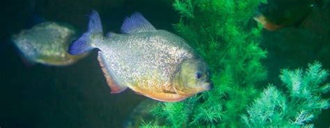 L Alimentazione Del Piranha Cibo Vivo E Cibo Inerte Petyoo