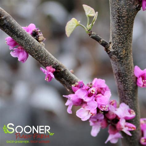 woody redbud sooner plant farm