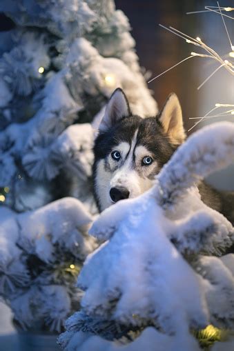 Christmas Siberian Husky Dog Stock Photo - Download Image Now - Animal ...