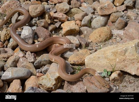 Baja California Ratsnake Bogertophis Rosaliae Moving Over Rocks