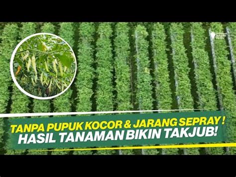 Cara Perawatan Cabai Dari Awal Sampai Panen Cabai Absolut Pak