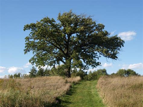 Bur Oak The Morton Arboretum