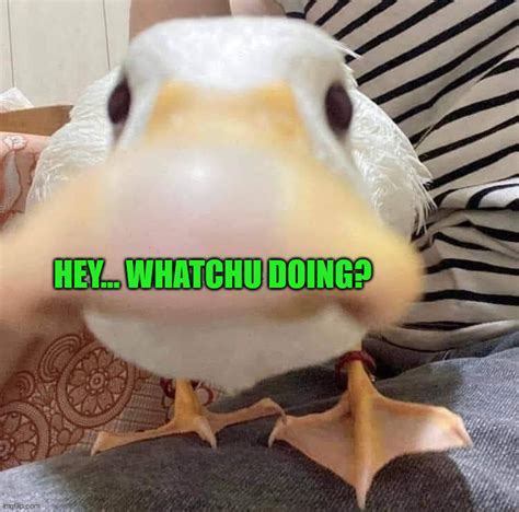 Image Tagged In Ducks Imgflip