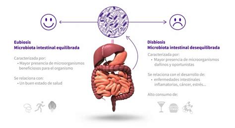 Por qué los probióticos mejoran el funcionamiento del sistema inmune