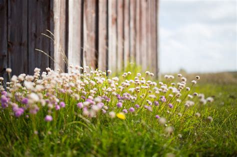 Free Images Nature Outdoor Blossom Plant Field Lawn Meadow