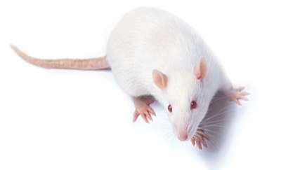 How To Choose A Rat Strain For Your Research Do It Easy With Scienceprog