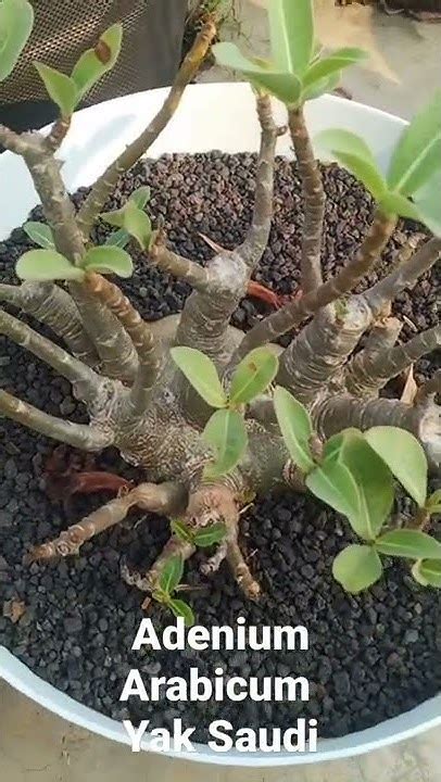 Adenium Arabicum Yak Saudi Youtube